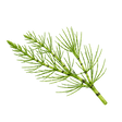 Ackerschachtelhalmkraut
